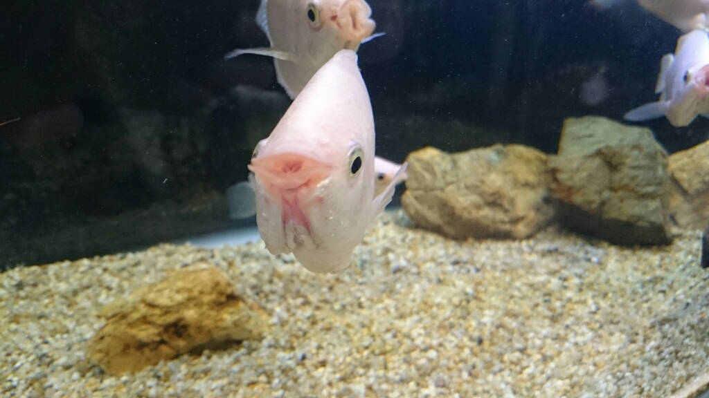 三重☆パルケエスパーニャ～鳥羽水族館とか_e0278508_15594115.jpg