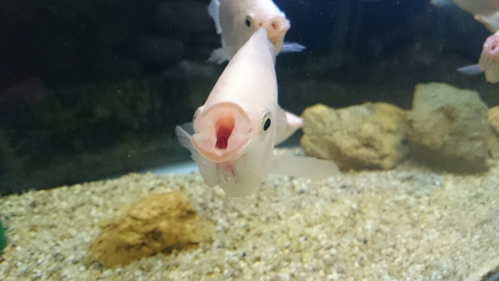 三重☆パルケエスパーニャ～鳥羽水族館とか_e0278508_15594338.jpg