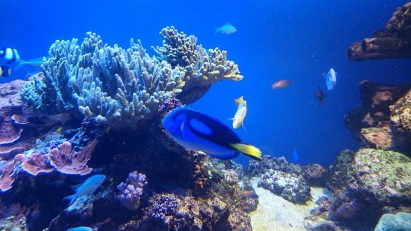 三重☆パルケエスパーニャ～鳥羽水族館とか_e0278508_15594562.jpg