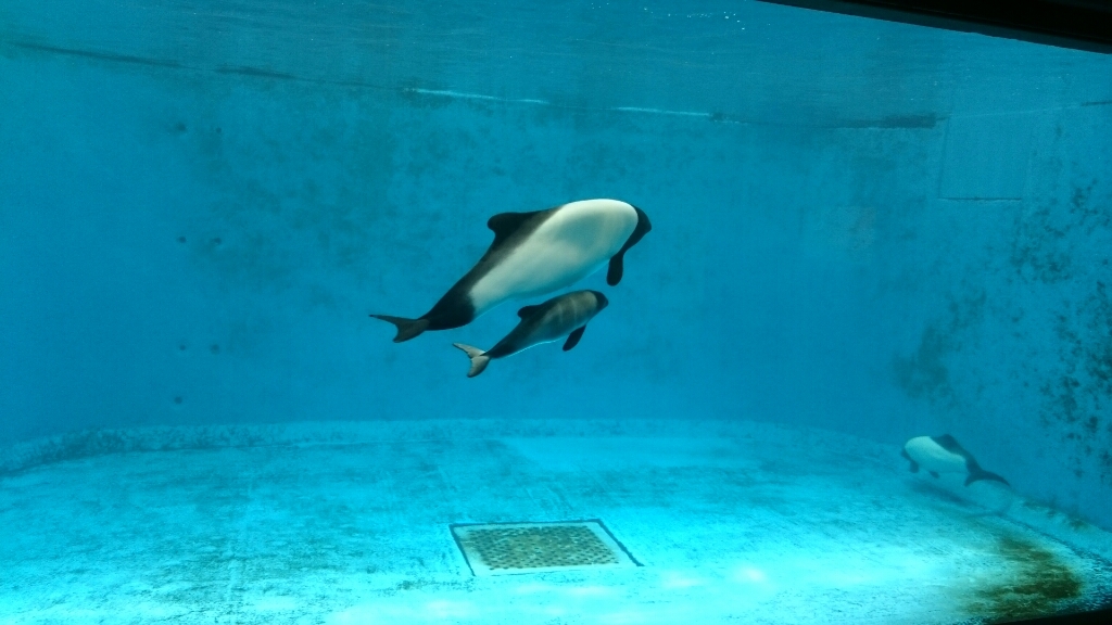 三重☆パルケエスパーニャ～鳥羽水族館とか_e0278508_15594964.jpg