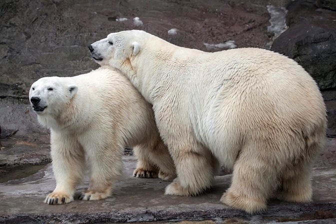モスクワ動物園、ホッキョクグマ繁殖に三年サイクルを導入か? ~ バルナウル動物園の個体入手希望に不承諾_a0151913_016426.jpg