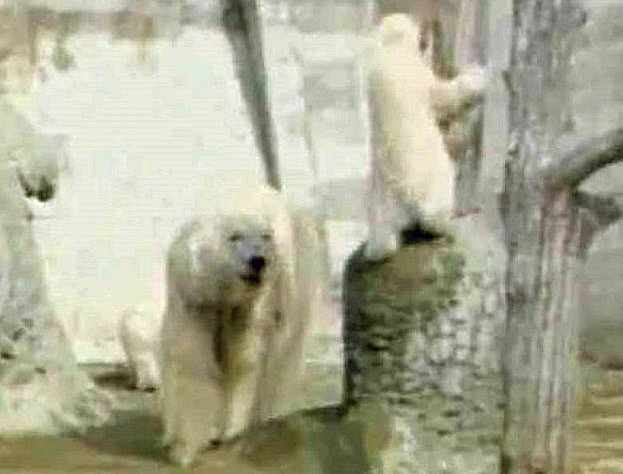 カナダ・アシニボイン公園動物園での偉大なる故デビー、そして彼女の末娘ナナ(仙台)の貴重な映像_a0151913_21103945.jpg