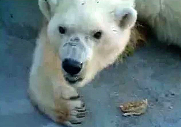 カナダ・アシニボイン公園動物園での偉大なる故デビー、そして彼女の末娘ナナ(仙台)の貴重な映像_a0151913_21561613.jpg