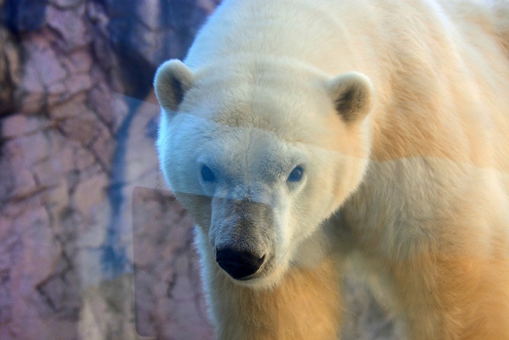 カナダ・アシニボイン公園動物園での偉大なる故デビー、そして彼女の末娘ナナ(仙台)の貴重な映像_a0151913_22363884.jpg