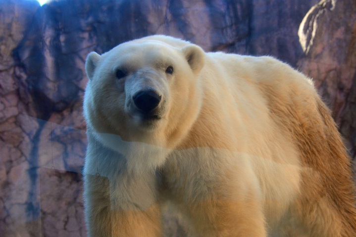 カナダ・アシニボイン公園動物園での偉大なる故デビー、そして彼女の末娘ナナ(仙台)の貴重な映像_a0151913_2237511.jpg