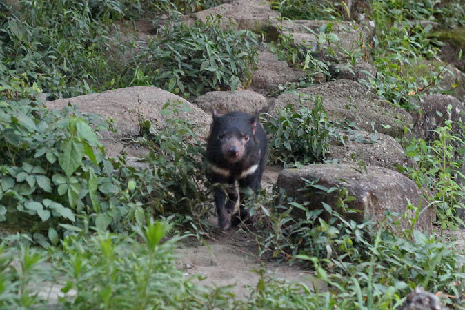 サマーナイト@Tama Zoo～逢魔が時、悪魔は走る。疾走！タスマニアデビル！！_b0355317_11292313.jpg