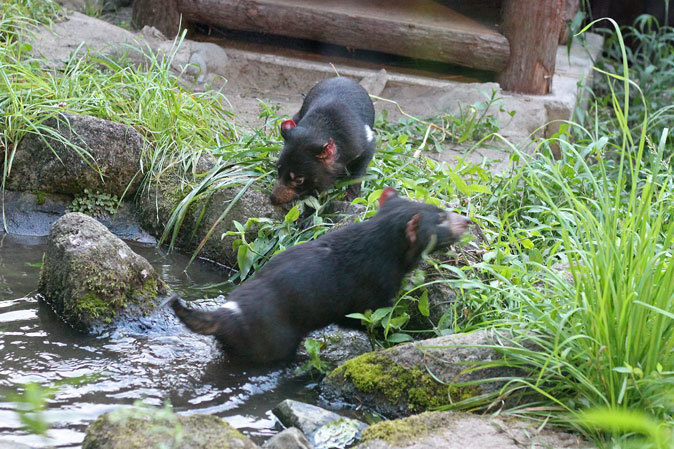 サマーナイト@Tama Zoo～逢魔が時、悪魔は走る。疾走！タスマニアデビル！！_b0355317_11390514.jpg