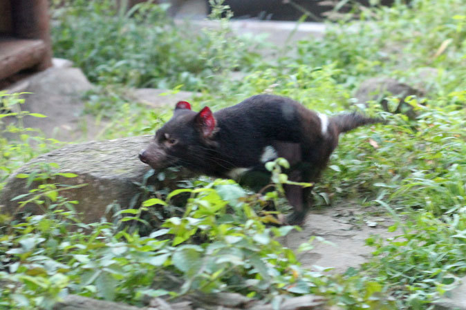 サマーナイト@Tama Zoo～逢魔が時、悪魔は走る。疾走！タスマニアデビル！！_b0355317_11451010.jpg