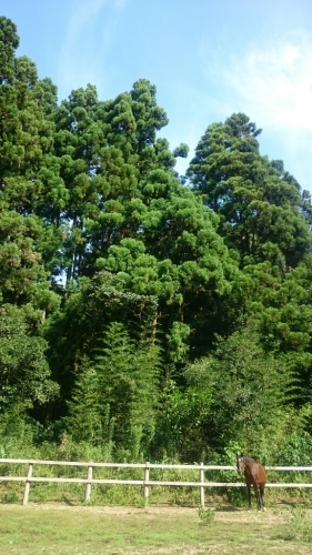 b0187620_20221806.jpg