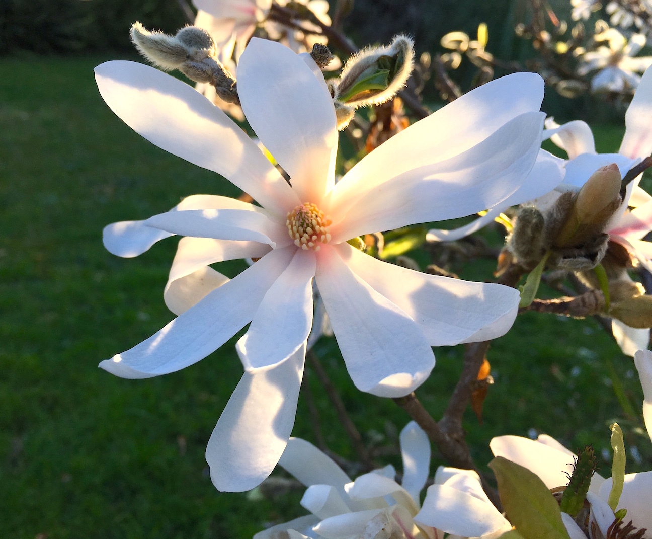 南半球、花粉が飛び始めました／ Pollen Season Has Arrived to Auckland_e0310424_17563154.jpg