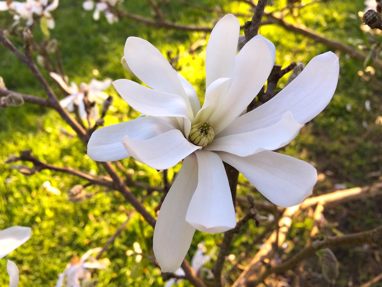 南半球、花粉が飛び始めました／ Pollen Season Has Arrived to Auckland_e0310424_17564233.jpg