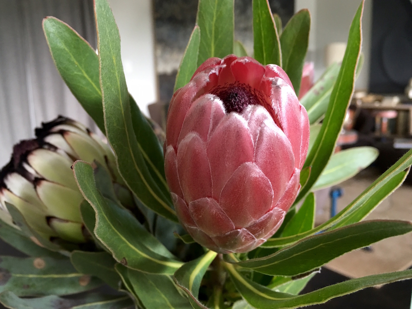 南半球、花粉が飛び始めました／ Pollen Season Has Arrived to Auckland_e0310424_18061465.jpg