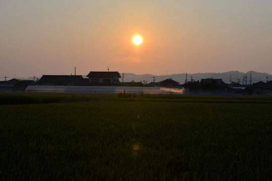 朝日(2)_c0093046_17364117.gif