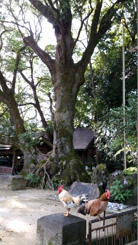 夏休み　１日目　青井阿蘇神社／境内　＠熊本県_f0048546_00221068.jpg