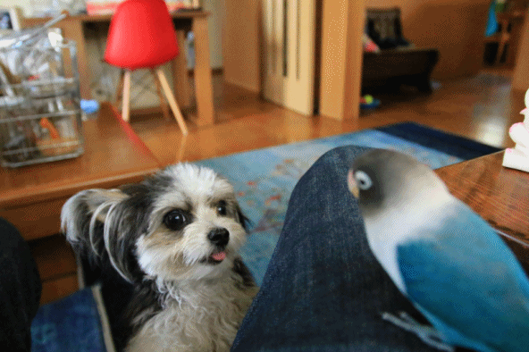 c0145250_09121323.gif