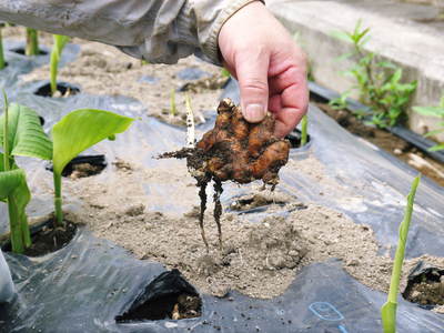 無農薬栽培の『秋ウコン』 ウコンの花が咲きました!現地取材:種まきから花まで(その2)_a0254656_17162197.jpg