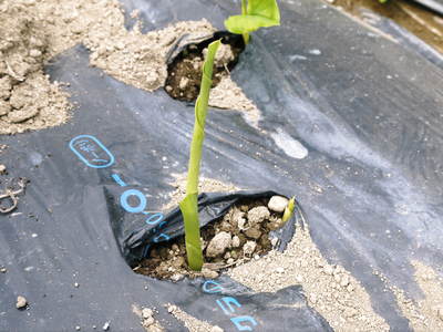 無農薬栽培の『秋ウコン』 ウコンの花が咲きました!現地取材:種まきから花まで(その2)_a0254656_17324649.jpg