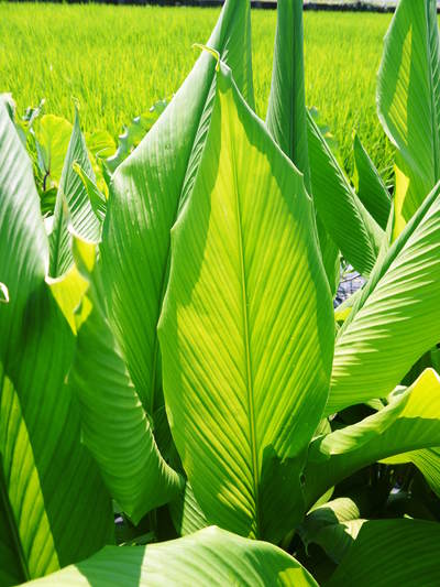 無農薬栽培の『秋ウコン』 ウコンの花が咲きました!現地取材:種まきから花まで(その2)_a0254656_1853548.jpg