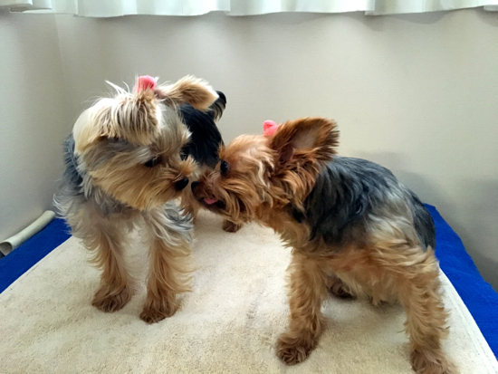 原因菌 イチゴジャムの大冒険