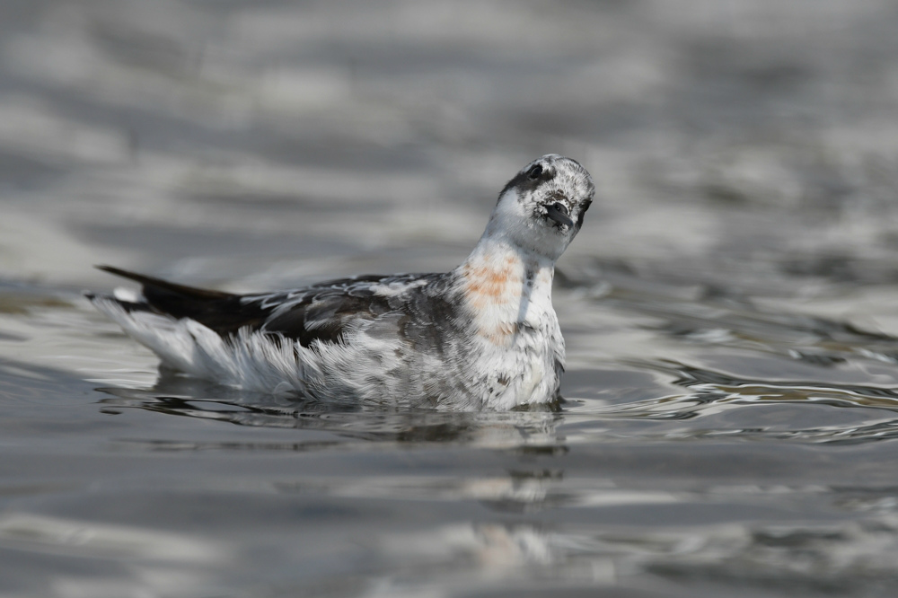 アカエリヒレアシシギ 砂浴び?_f0053272_8451792.jpg