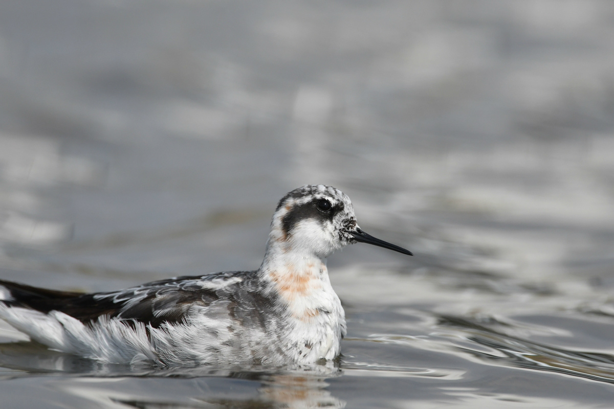 アカエリヒレアシシギ 砂浴び?_f0053272_8463528.jpg