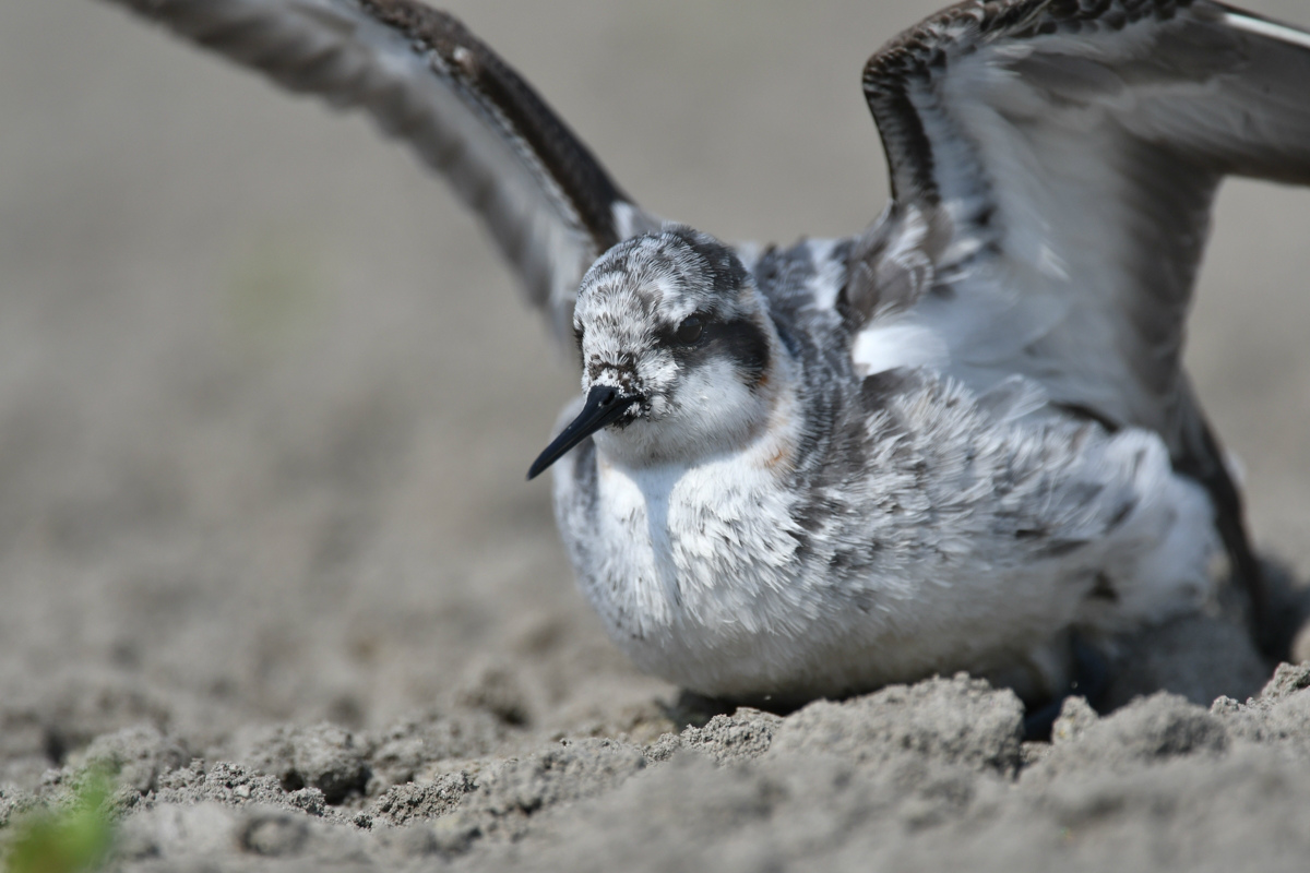 アカエリヒレアシシギ 砂浴び?_f0053272_9105541.jpg