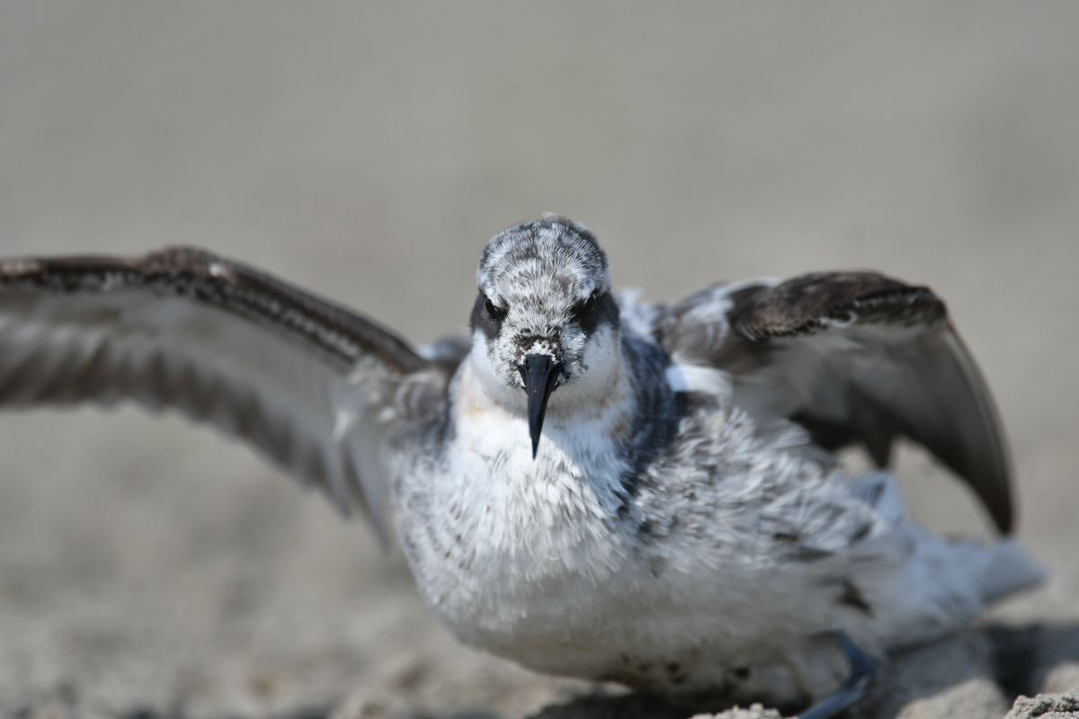 アカエリヒレアシシギ 砂浴び?_f0053272_9112671.jpg