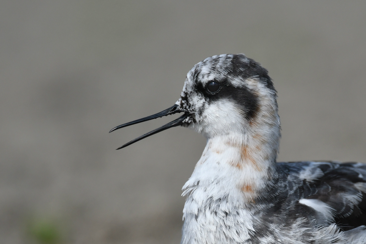 アカエリヒレアシシギ 砂浴び?_f0053272_914557.jpg