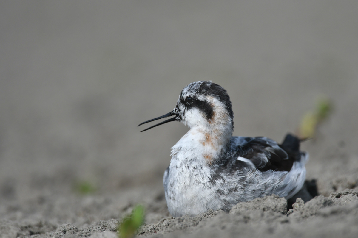 アカエリヒレアシシギ 砂浴び?_f0053272_9162062.jpg
