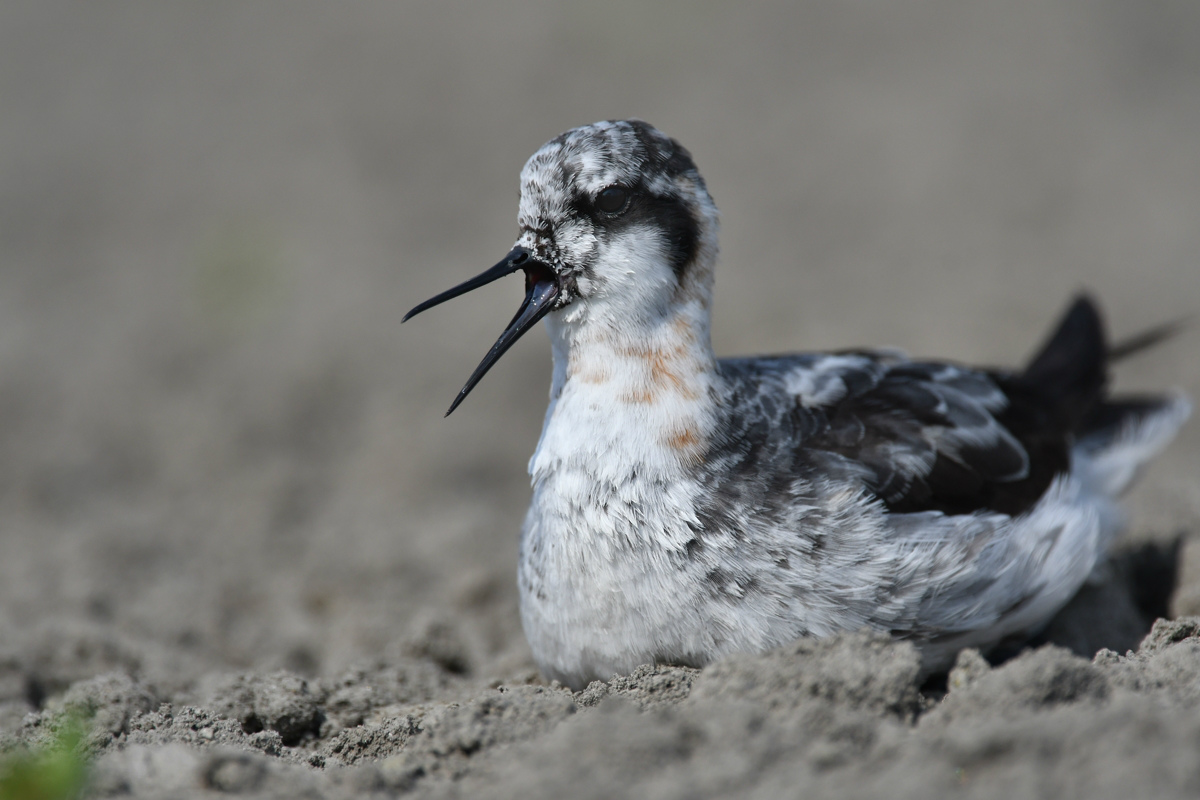 アカエリヒレアシシギ 砂浴び?_f0053272_994484.jpg