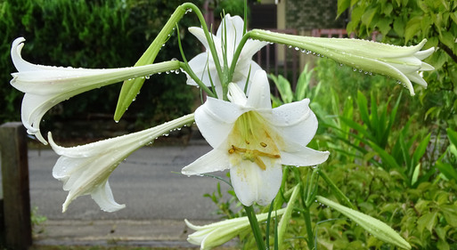 大雨の後　庭の生き物_b0159780_15481626.jpg