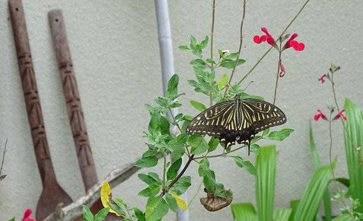 大雨の後　庭の生き物_b0159780_15583140.jpg