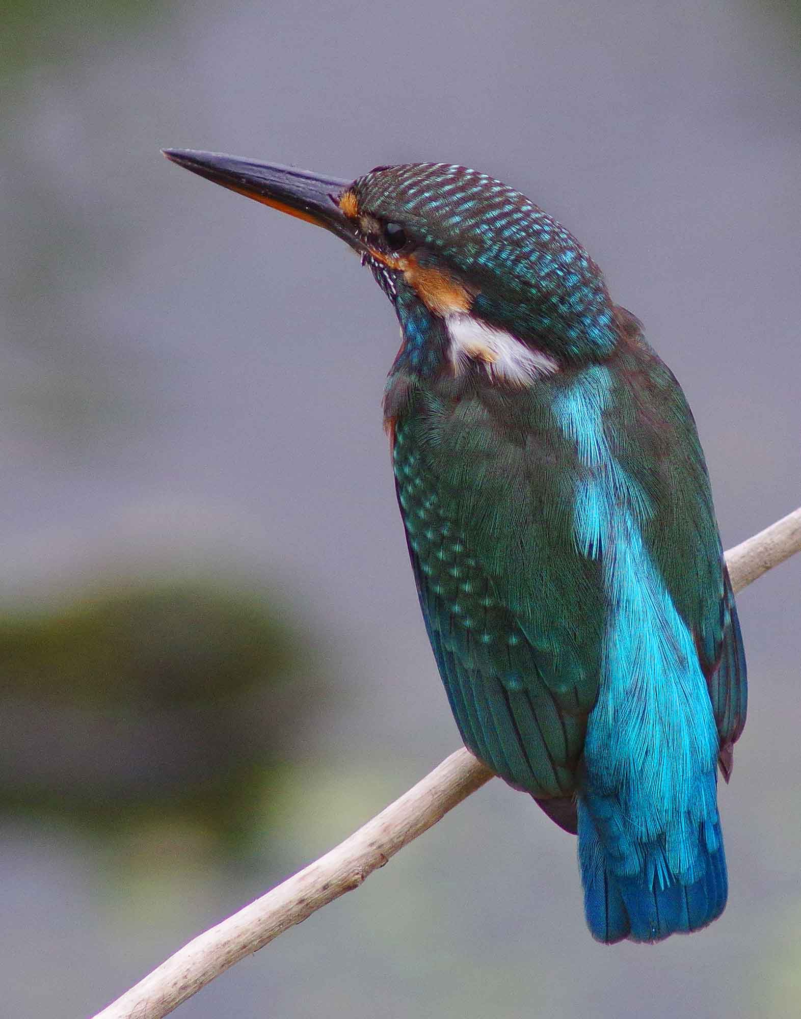 2016年 8月 野鳥_c0176183_11233044.jpg