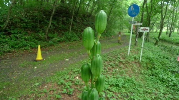 「錦大沼公園」から「ポロトの森キャンプ場」_c0212083_14420139.jpg