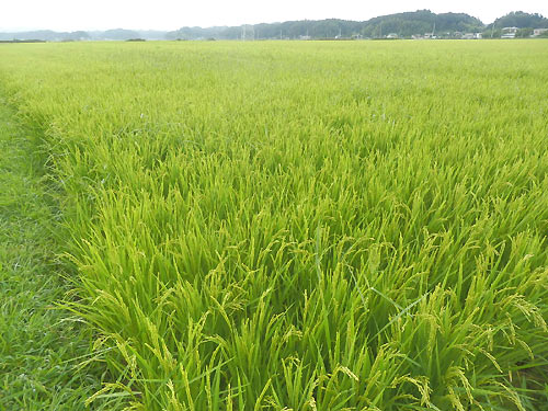8月18日の田んぼ(緑ヶ丘小・北郷小)_d0247484_17483820.jpg
