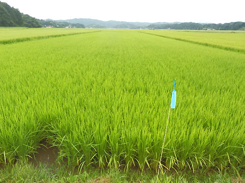 8月18日の田んぼ(目黒角田絆交流田) _d0247484_18113746.jpg