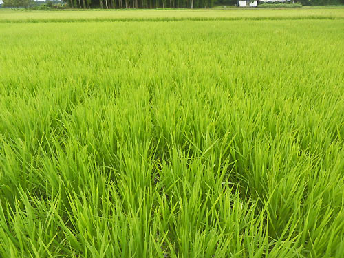 8月18日の田んぼ(目黒角田絆交流田) _d0247484_1817697.jpg