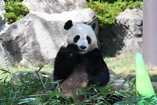 ２０１６年８月　白浜パンダ見隊　その１　優ちゃん誕生会_a0052986_7441969.jpg