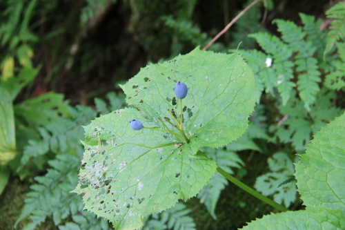 常念岳 2016/08/09-10[お花編]_a0320601_23335667.jpg