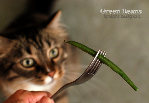 いんげん豆に喜ぶ猫たち_b0253205_01052649.jpg