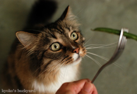 いんげん豆に喜ぶ猫たち_b0253205_01054072.jpg