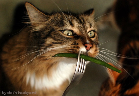 いんげん豆に喜ぶ猫たち_b0253205_01060533.jpg