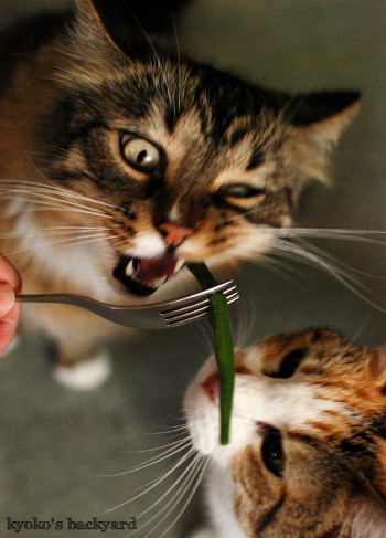 いんげん豆に喜ぶ猫たち_b0253205_01061983.jpg
