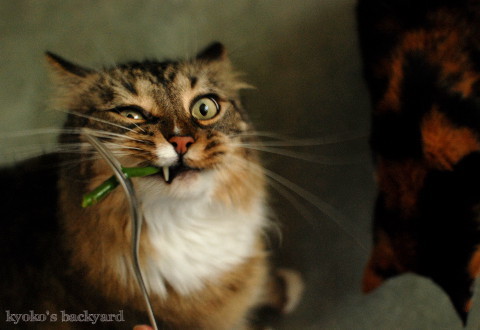 いんげん豆に喜ぶ猫たち_b0253205_01064344.jpg