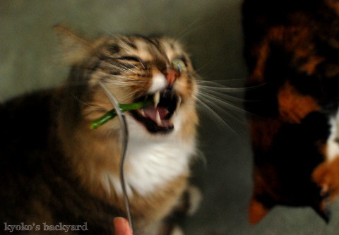 いんげん豆に喜ぶ猫たち_b0253205_01134614.jpg