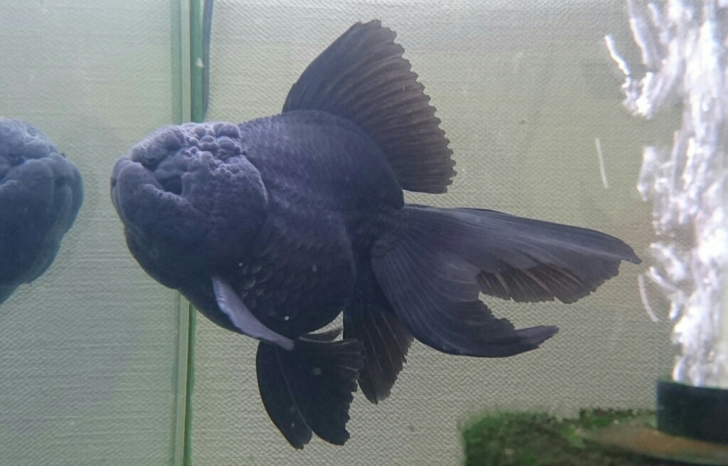 金魚紹介 黒ダルマオランダ Today S Memory