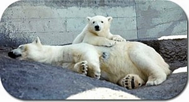 カナダ・アシニボイン公園動物園での偉大なる故デビー、そして彼女の末娘ナナ(仙台)の貴重な映像_a0151913_0363288.jpg