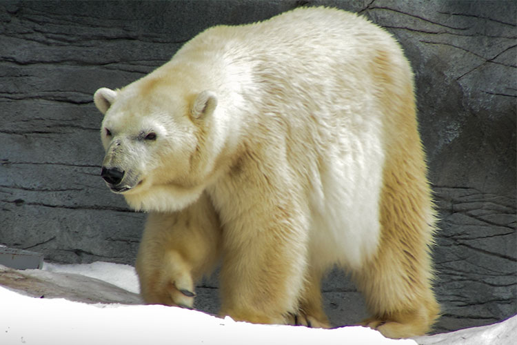 カナダ・アシニボイン公園動物園での偉大なる故デビー、そして彼女の末娘ナナ(仙台)の貴重な映像_a0151913_0511652.jpg