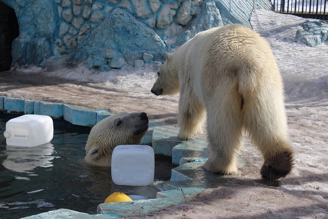 ロシア・クラスノヤルスク動物園の新飼育展示場計画発表 ~ 欧露の「囲い込み」体制に日本はどう対応するか_a0151913_18552257.jpg