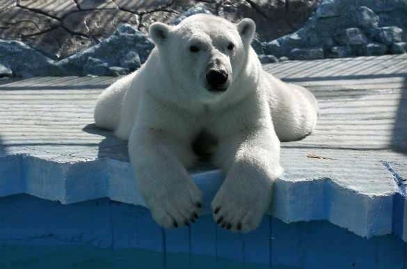 ロシア・クラスノヤルスク動物園の新飼育展示場計画発表 ~ 欧露の「囲い込み」体制に日本はどう対応するか_a0151913_21513484.jpg